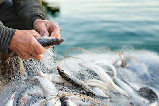 Fisherman image