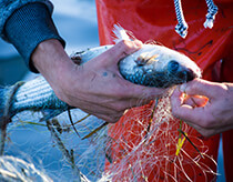 Fisherman image